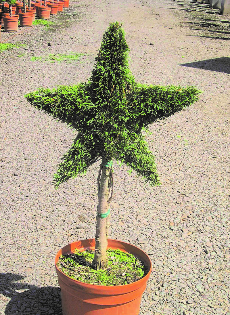 Thuja Miniature Star Topiary
